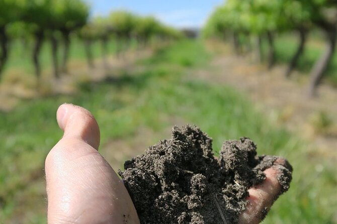wine-tasting-audio-tour-lodi-california