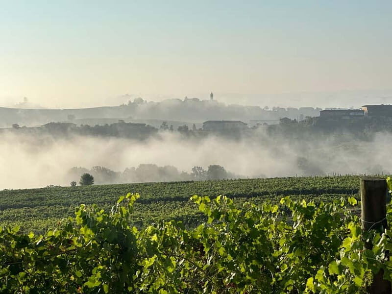 Wine tasting between Monferrato and Langhe - An in-depth look at the wine tasting experience in Piedmont