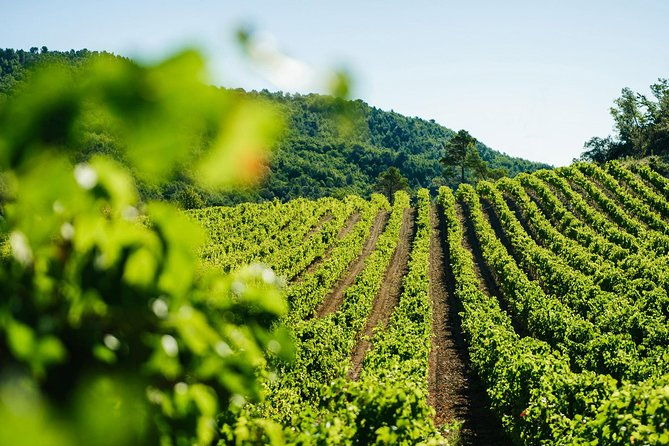 wine-tasting-cannes-coco-chanel-perfume-factory-grasse