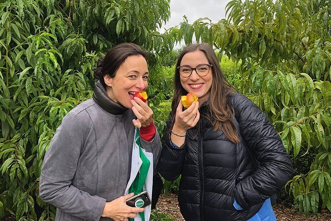 Wine Tasting, Cape Dutch Farm and Art Day Tour from Cape Town - An In-Depth Look at the Itinerary