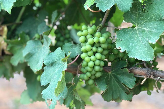 Wine Tasting, Cape Dutch Farm and Art Day Tour from Cape Town - FAQ