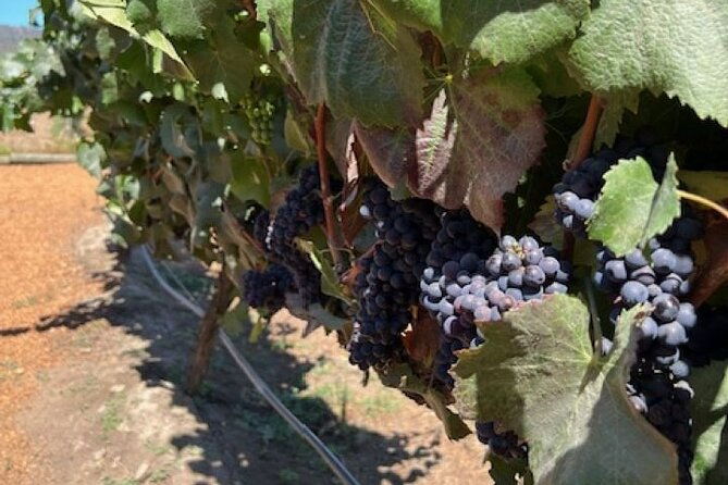 wine-tasting-day-tour-to-vineyard-casas-del-bosque-in-casablanca