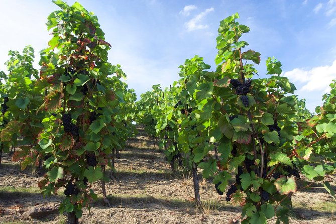 wine-tasting-day-trip-from-prague-to-melnik