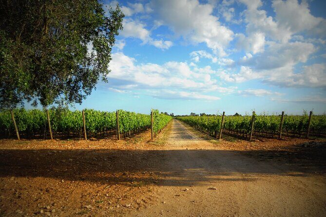 Wine tasting experience in the Apulian countryside - The Sum Up