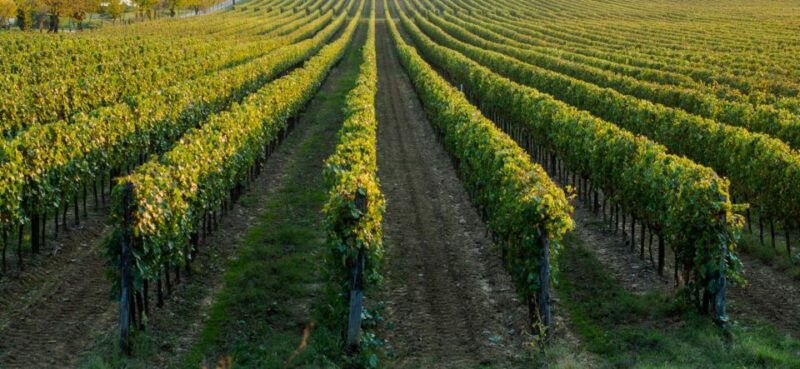 wine-tasting-experience-in-the-apulian-countryside