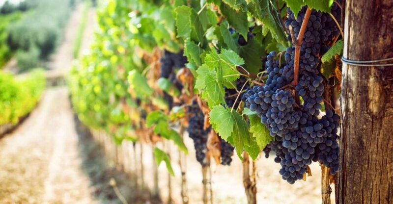 wine-tasting-experience-in-the-vesuvius-wineries