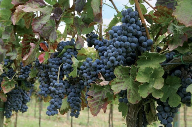 wine-tasting-experience-on-the-slopes-of-vesuvius