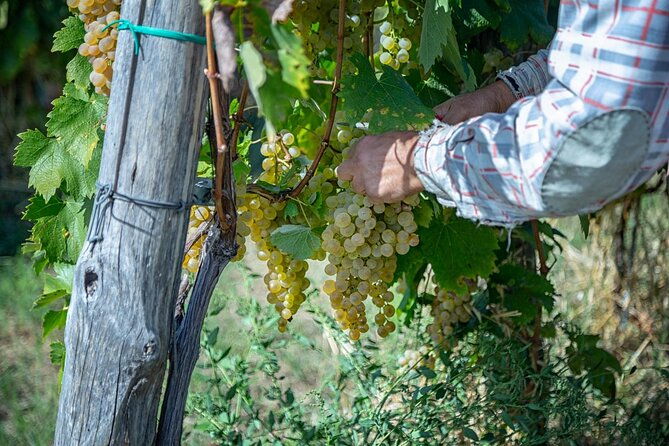 wine-tasting-in-campi-flegrei-from-naples