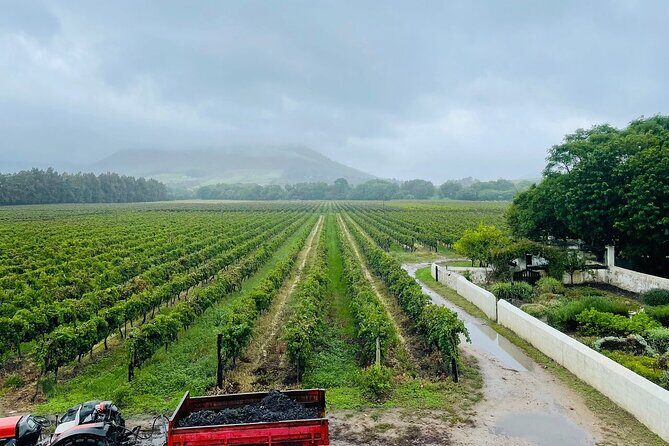 Wine tasting in Cape Winelands Tour - Who Should Consider This Tour?