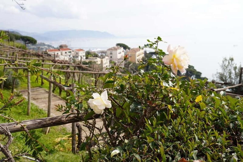 Wine tasting in Cilento with professional sommelier. - Who Is This Tour Best For?