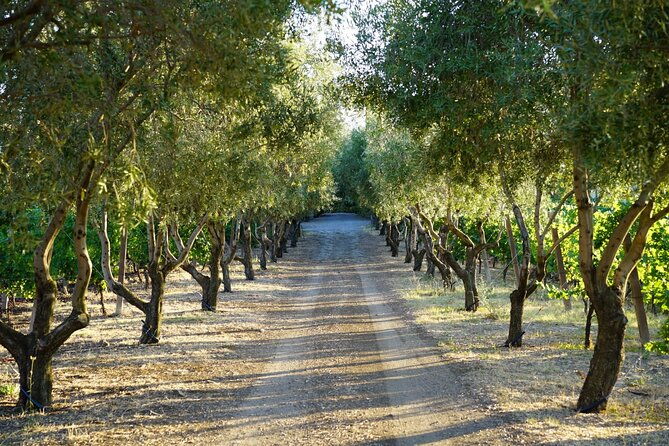 wine-tasting-in-frascati-from-rome