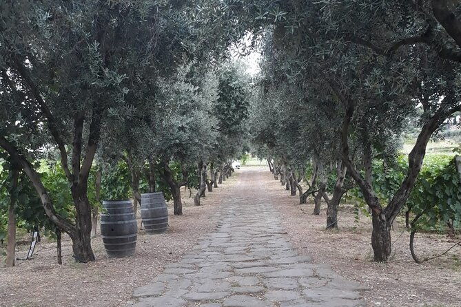 wine-tasting-in-frascati-from-rome