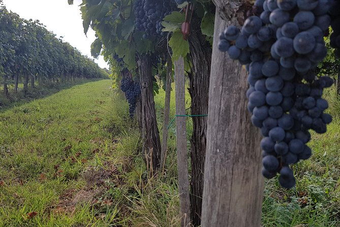 wine-tasting-in-montepulciano-and-visit-to-pienza-in-tuscany-from-rome