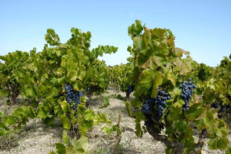 Wine tasting in the cellar - Location and Setting