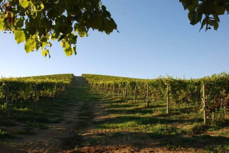 Wine Tasting in the Heart of Monferrato - Classic - Key Points