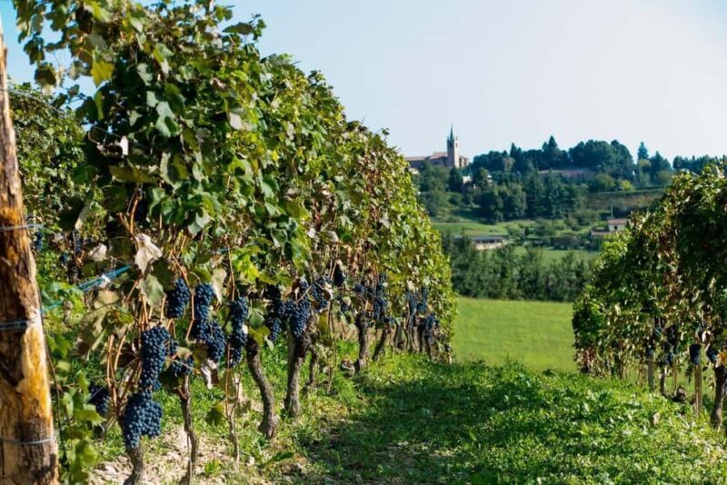 Wine Tasting in the Heart of Monferrato - Premium - The Practical Side: Logistics and Value