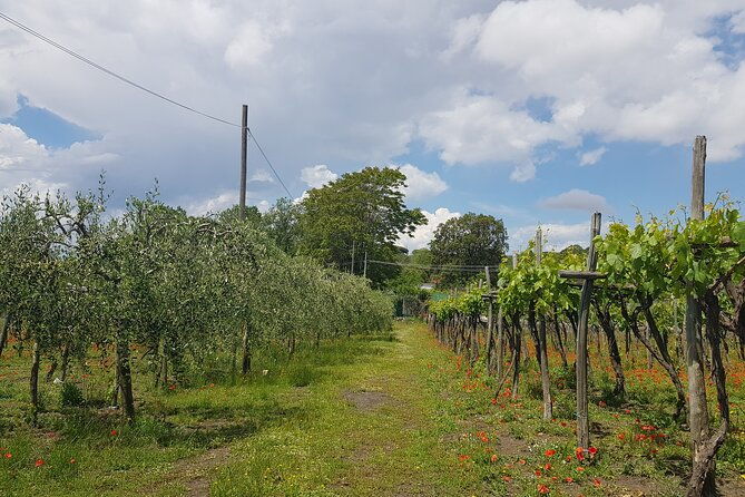wine-tasting-in-the-vesuvius-national-park-2