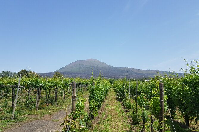 wine-tasting-in-the-vesuvius-national-park-2