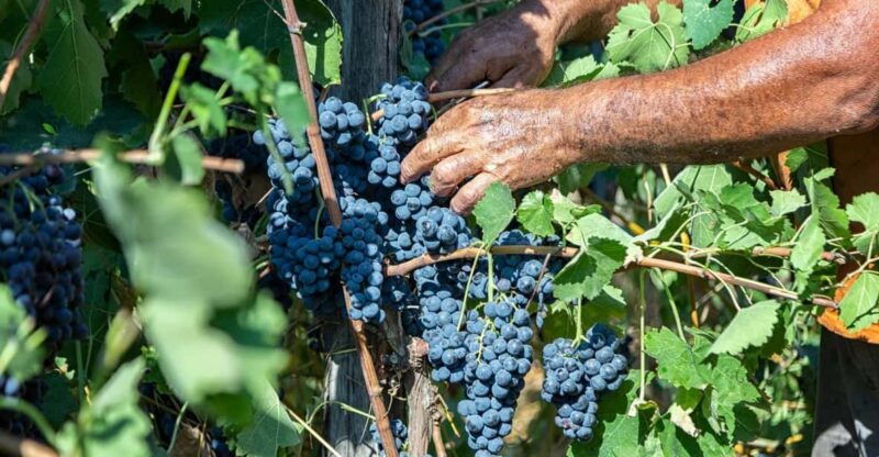 wine-tasting-in-winery-from-naples