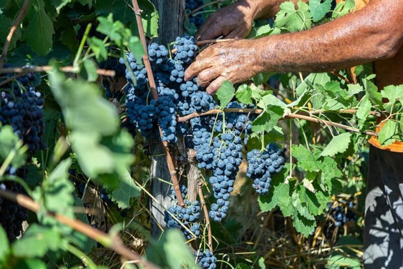 wine-tasting-in-winery-from-naples