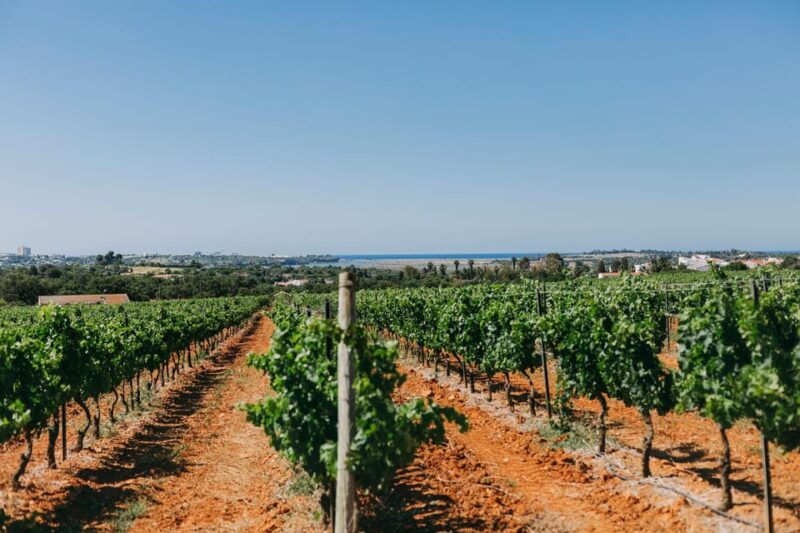 wine-tasting-off-road-tour
