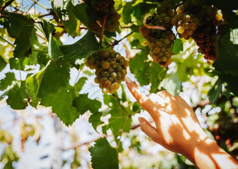 Wine Tasting on Mt. Vesuvius - The Value of This Experience