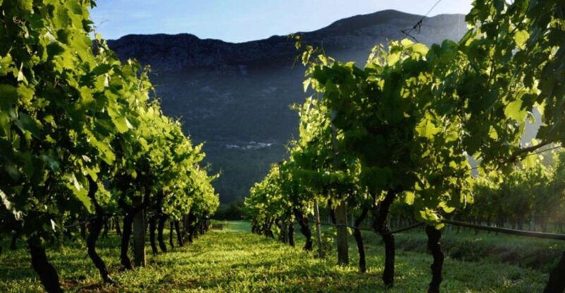wine-tasting-on-peninsula-peljesac-wine-tour-from-dubrovnik