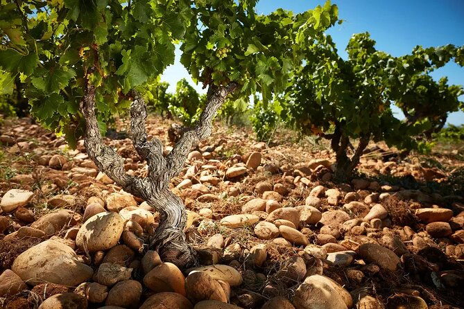 wine-tasting-tour-at-chateauneuf-du-pape-2