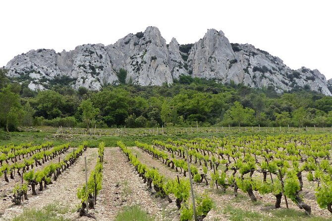 wine-tasting-tour-at-chateauneuf-du-pape-2