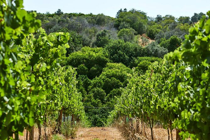 wine-tasting-tour-in-algarve-winery-2