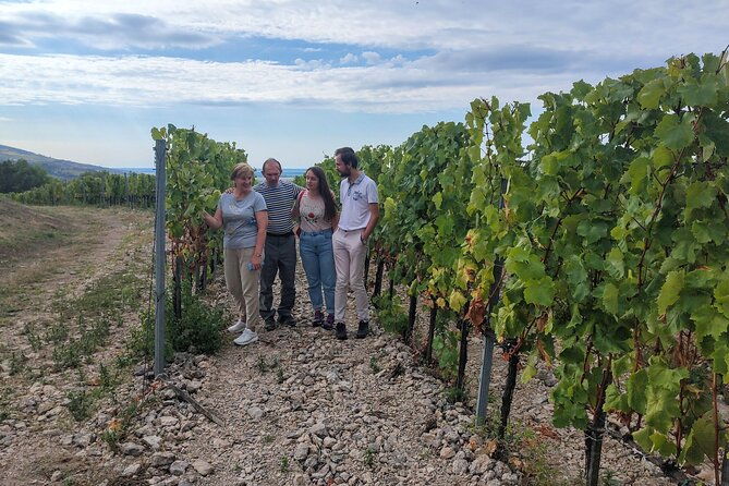 wine-tasting-tour-in-tokaj-wine-region-slovakia-with-transport