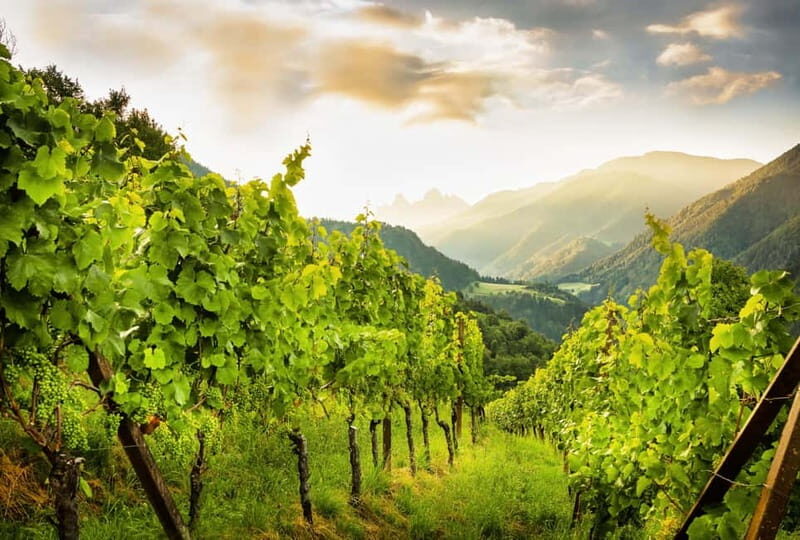 Wine Tasting Tour: Journey to South Tyrols Finest Wines - Exploring South Tyrol’s Unique Wine Experience