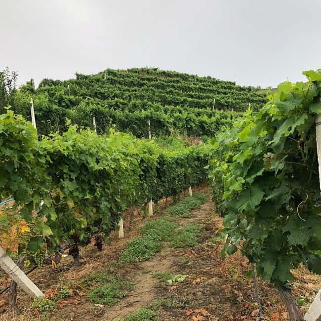Wine tasting tour, Optional wine yard tour and kayak rides - FAQ