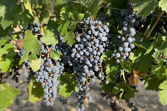 wine-tasting-tour-private-tour