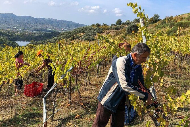wine-tasting-vineyards-escape-near-tirana-2