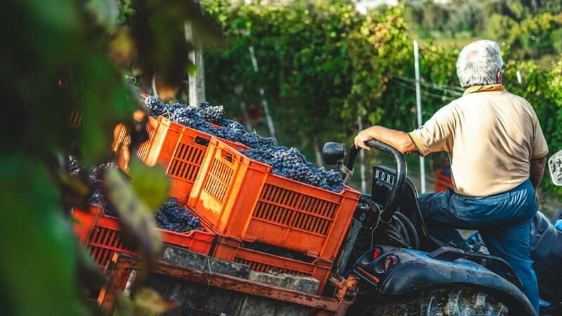 Wine Tasting & Vineyards Escape near Tirana - Exploring Albania’s Hidden Wine Treasures: A Review of the Wine Tasting & Vineyards Escape near Tirana