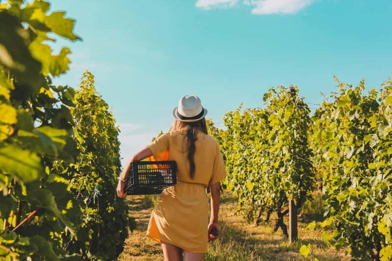 Wine Tasting & Vineyards Escape near Tirana - Why This Tour Offers Great Value