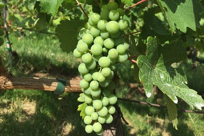 wine-tasting-walking-tour-in-saint-germain-des-pres