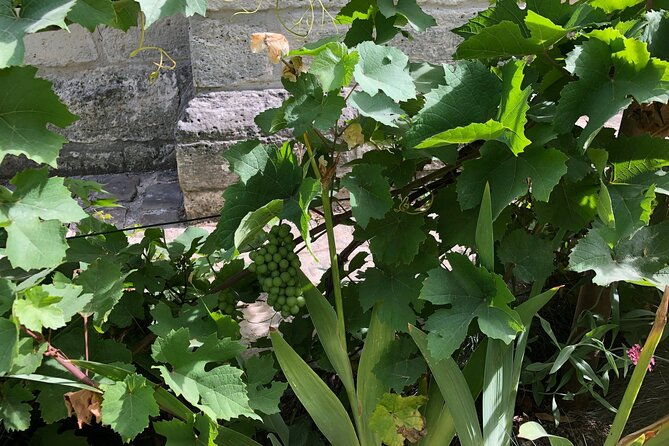 wine-tasting-walking-tour-in-saint-germain-des-pres