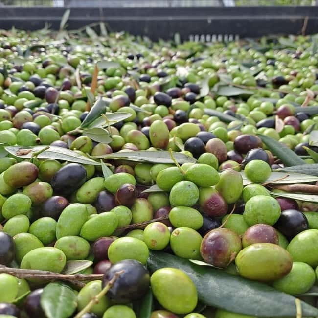 Wine Tasting with Local Food near Montepulciano - FAQs about the Wine Tasting with Local Food