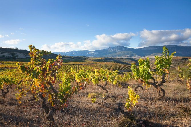 wine-tour-2-wineries-from-logrono