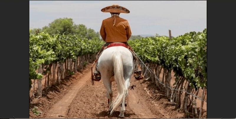 Wine Tour and Horseback Ride in Guanajuato City - FAQs