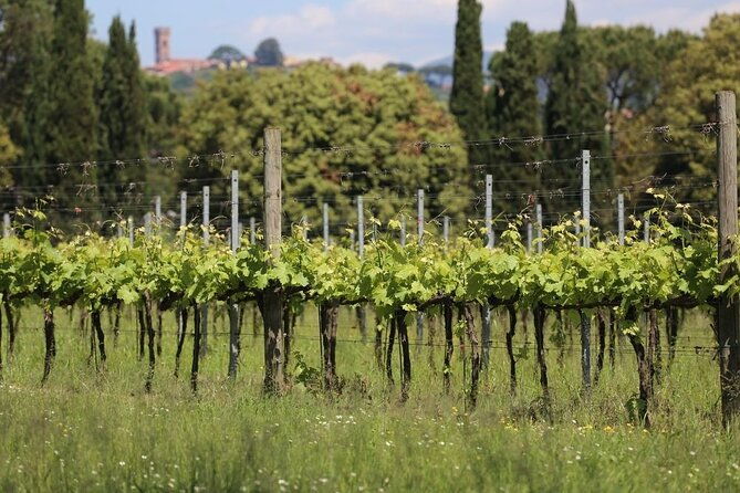 wine-tour-and-lunch-in-lucca-area