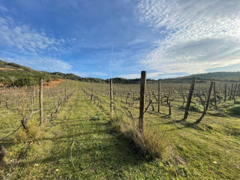 Wine tour and lunch or dinner at our vineyard - Discover the Charm of Sardinia’s Organic Wines with a Vintner-Led Tour and Meal