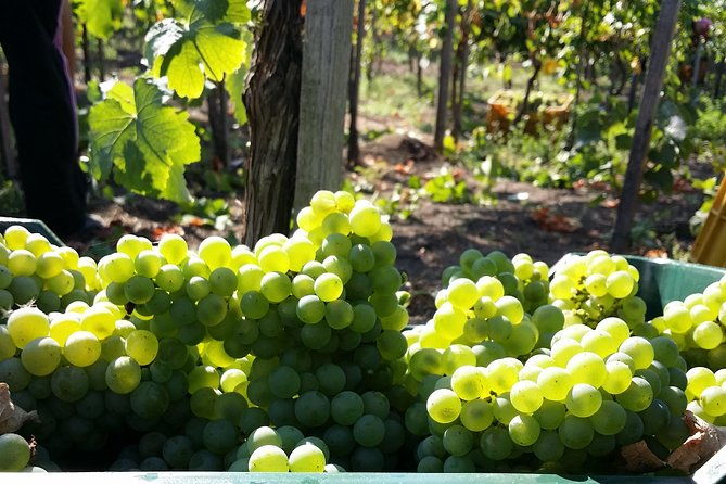 wine-tour-and-lunch-with-winetasting-and-vineyard-visit