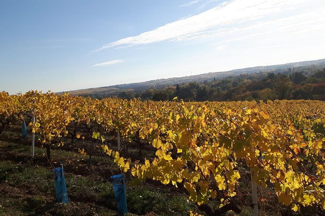 wine-tour-and-tasting-at-domain-fl