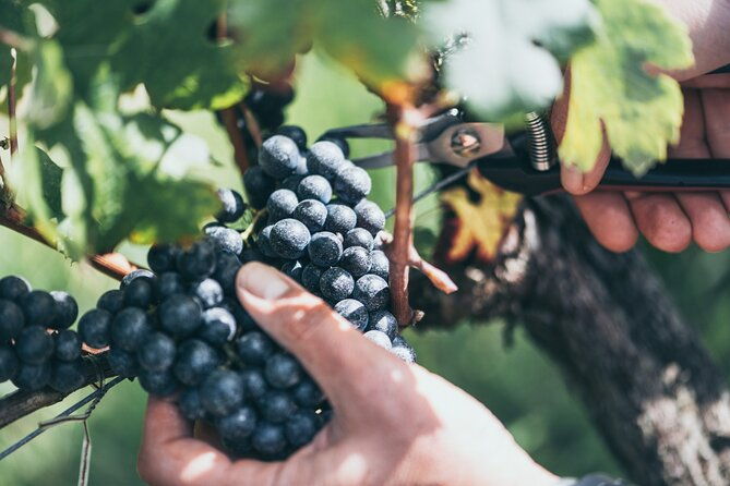 wine-tour-and-tasting-chateau-de-malherbes