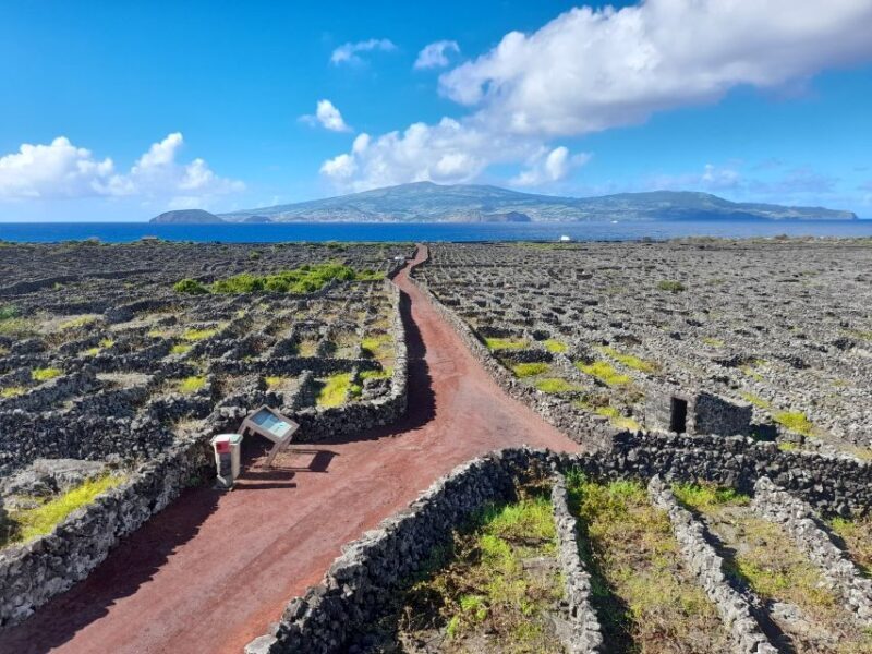 Wine Tour and Tasting with a local Winemaker at Pico Island - An In-Depth Look at the Pico Island Wine Tour