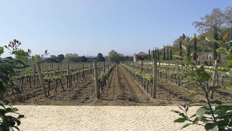 Wine Tour and traditional Portuguese tiles in Half Day Tour - Key Points