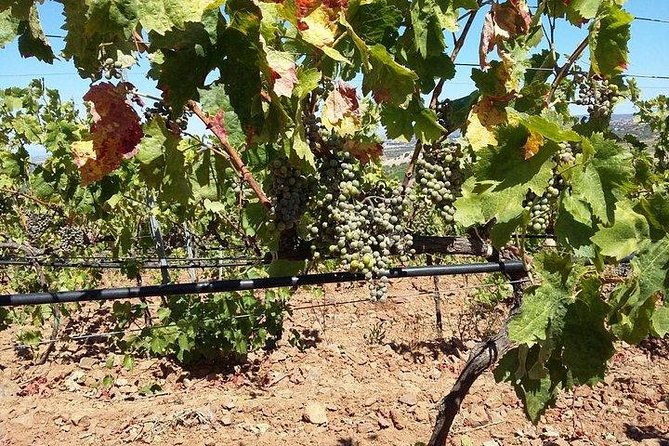 wine-tour-aroud-vineyards-of-cagliari